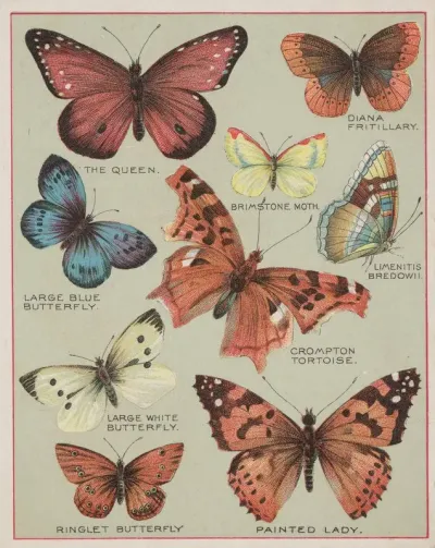 Butterflies Of America Pl 3