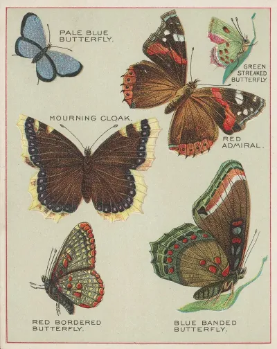 Butterflies Of America Pl 4