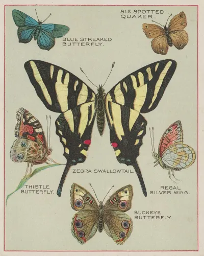 Butterflies Of America Pl 5