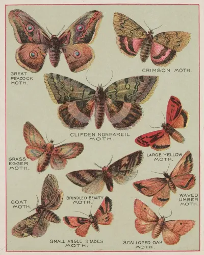 Butterflies Of America Pl 6