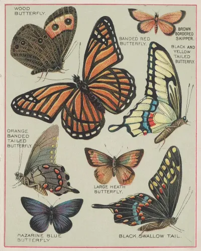 Butterflies Of America Pl 7