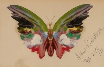 Butterfly 4