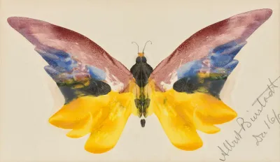 Butterfly 6