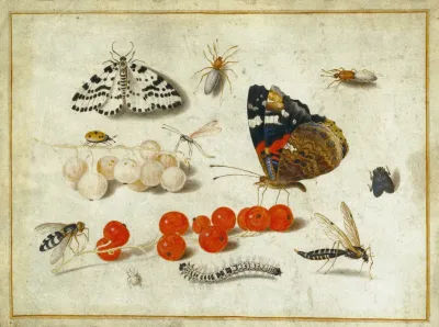Butterfly Caterpillar Moth Insects And Currants