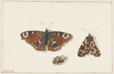 Butterfly Moth And Bumblebee