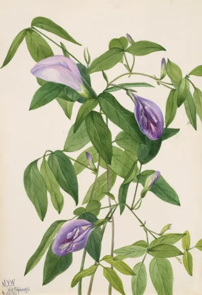Butterfly Pea Clitoria Mariana