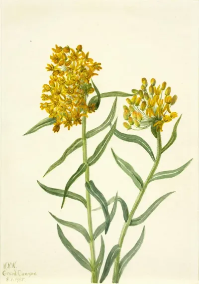 Butterfly Weed Ascelpias Tuberosa 2