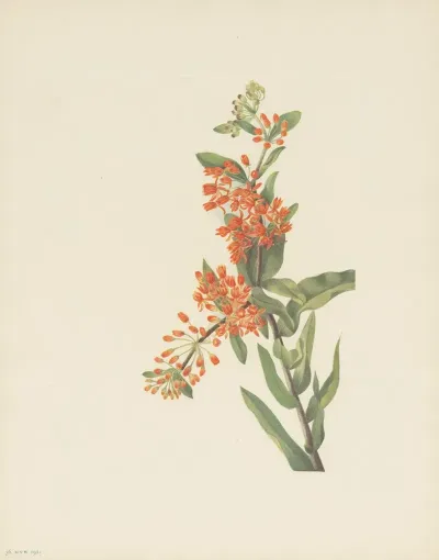 Butterflyweed Asclepias Tuberosa 2