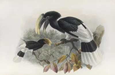Bycanistes Albotibialis