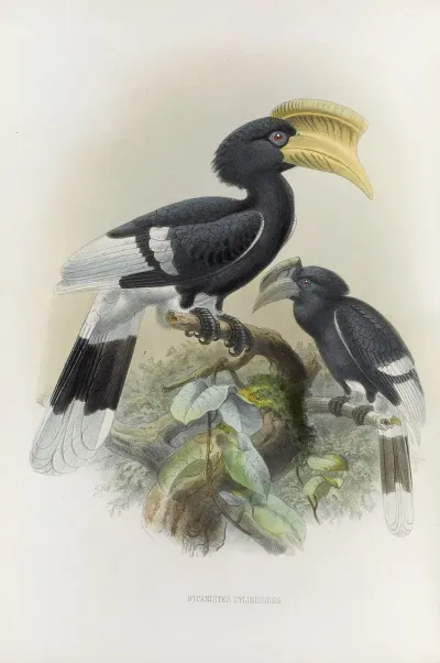 Bycanistes Cylindricus