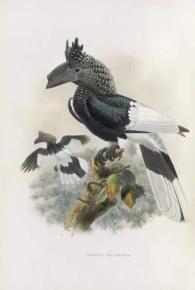 Bycanistes Subcylindricus