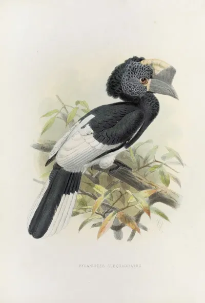Bycanistes Subquadratus