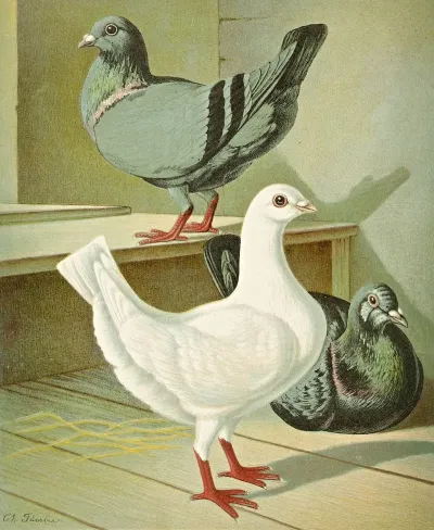 C Brevicauda