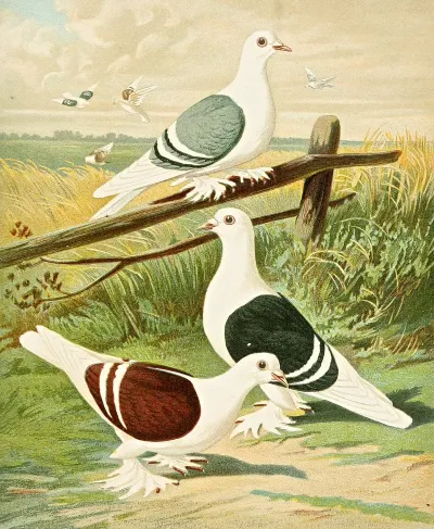 C Clypeata