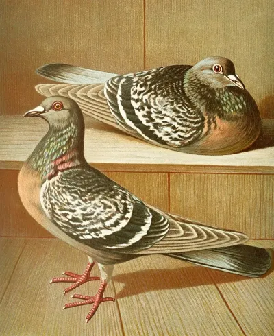 C Coburgensis