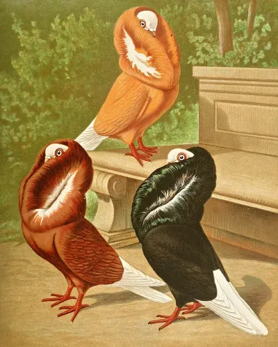 C Cucullata
