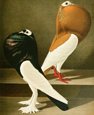 C Gutturosa Eques