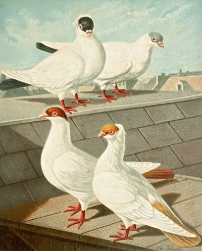C Occipitalis