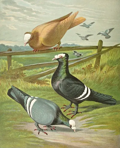 C Pileata
