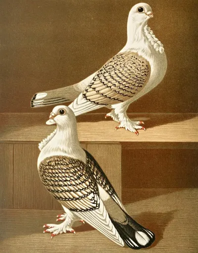 C Sericatae