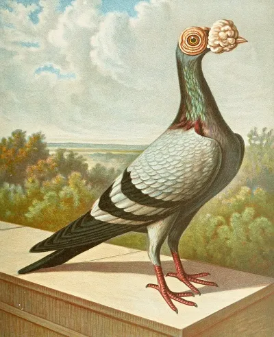C Tabellarica Persica