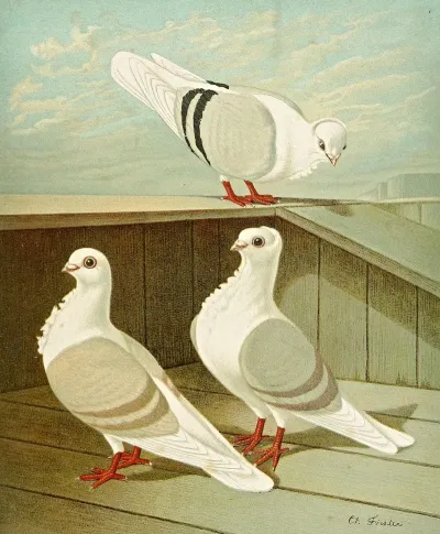 C Turbita