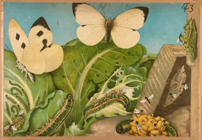 Cabbage Butterfly 2