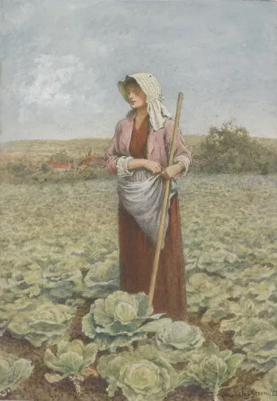 Cabbage Field 2