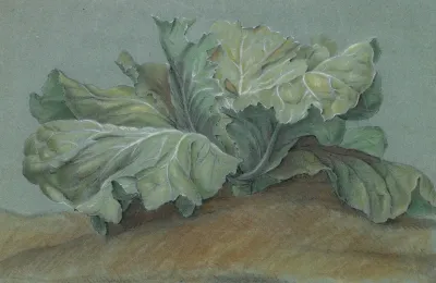 Cabbage Plant