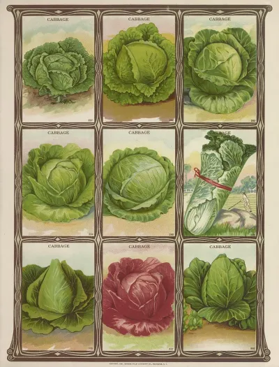 Cabbage