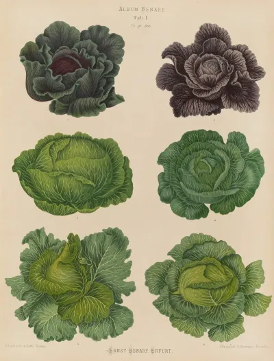 Cabbages 2