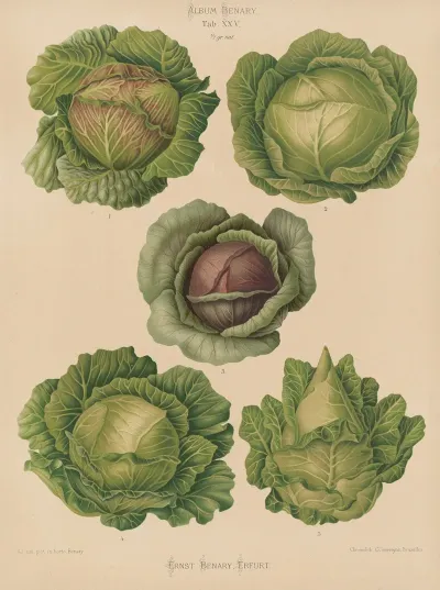Cabbages