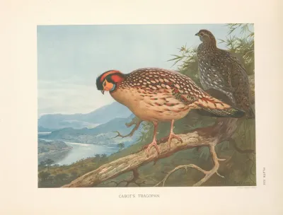 Cabots Tragopan Tragopan Caboti
