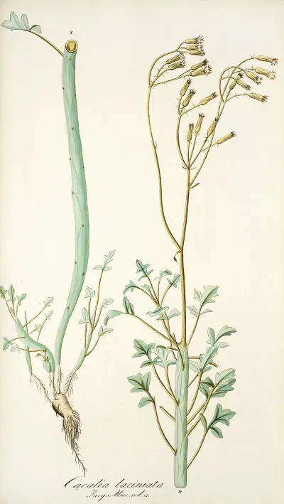 Cacalia Laciniata
