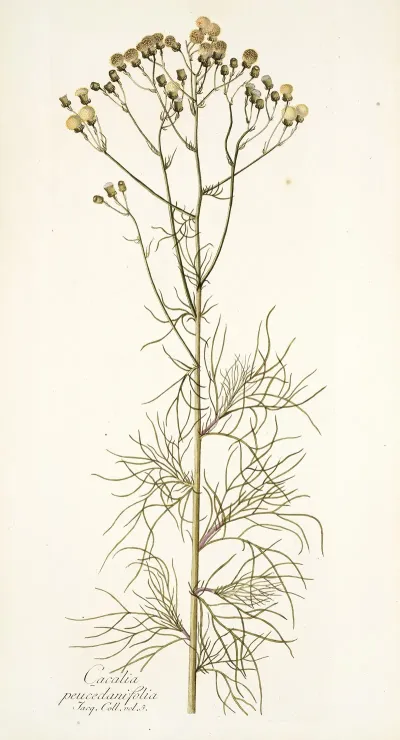 Cacalia Peucedanifolia