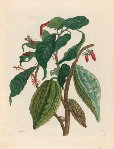 Cacao 5