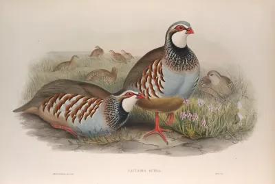 Caccabis Rubra Red Legged Partridge