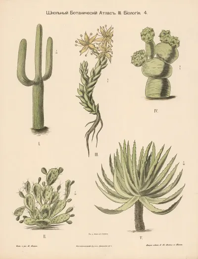 Cactus 6