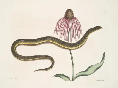 Caecilia Maculata The Glass Snake Chrysanthemum