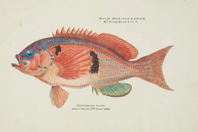 Caesioperca Rasor Tas Sea Perch