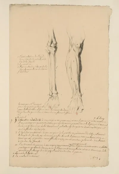 Cahiers Danatomie Pl 30