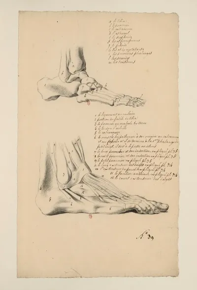 Cahiers Danatomie Pl 35