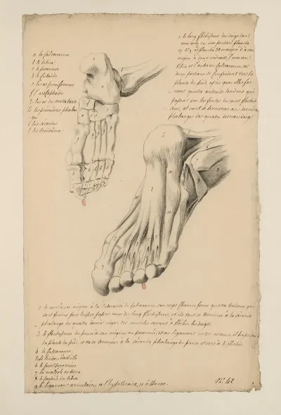 Cahiers Danatomie Pl 38