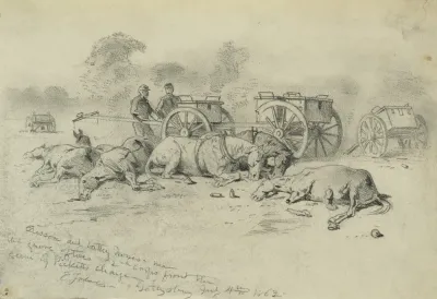 Caisson And Battery Horses Near The Grove Of Trees