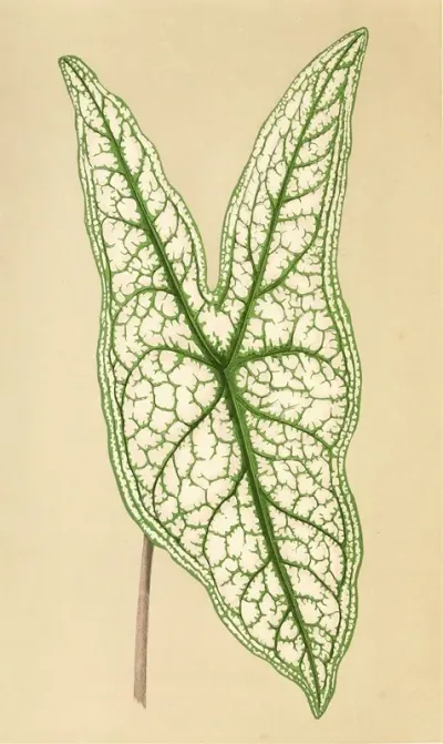 Caladium Belleymii