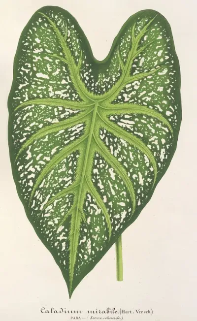Caladium Mirabile 2