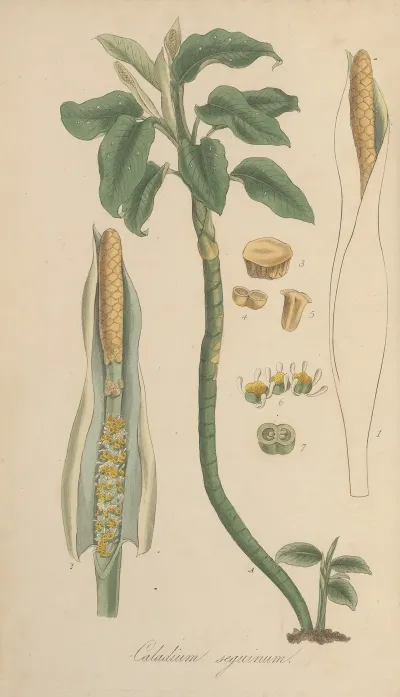 Caladium Seguinum