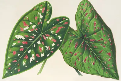Caladium Varietes Ou Especes Nouvelles De