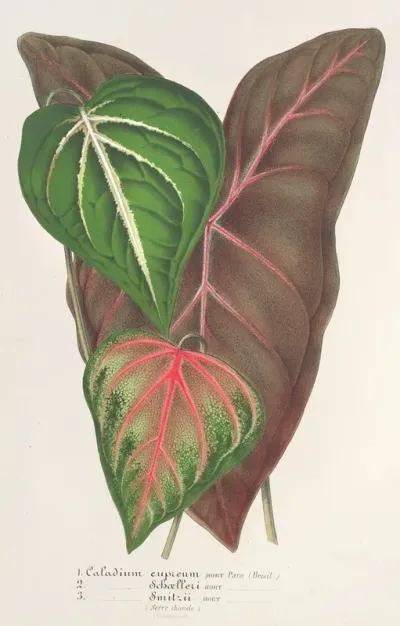 Caladium Varietes