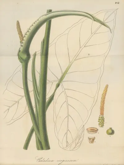 Caladium Virginicum